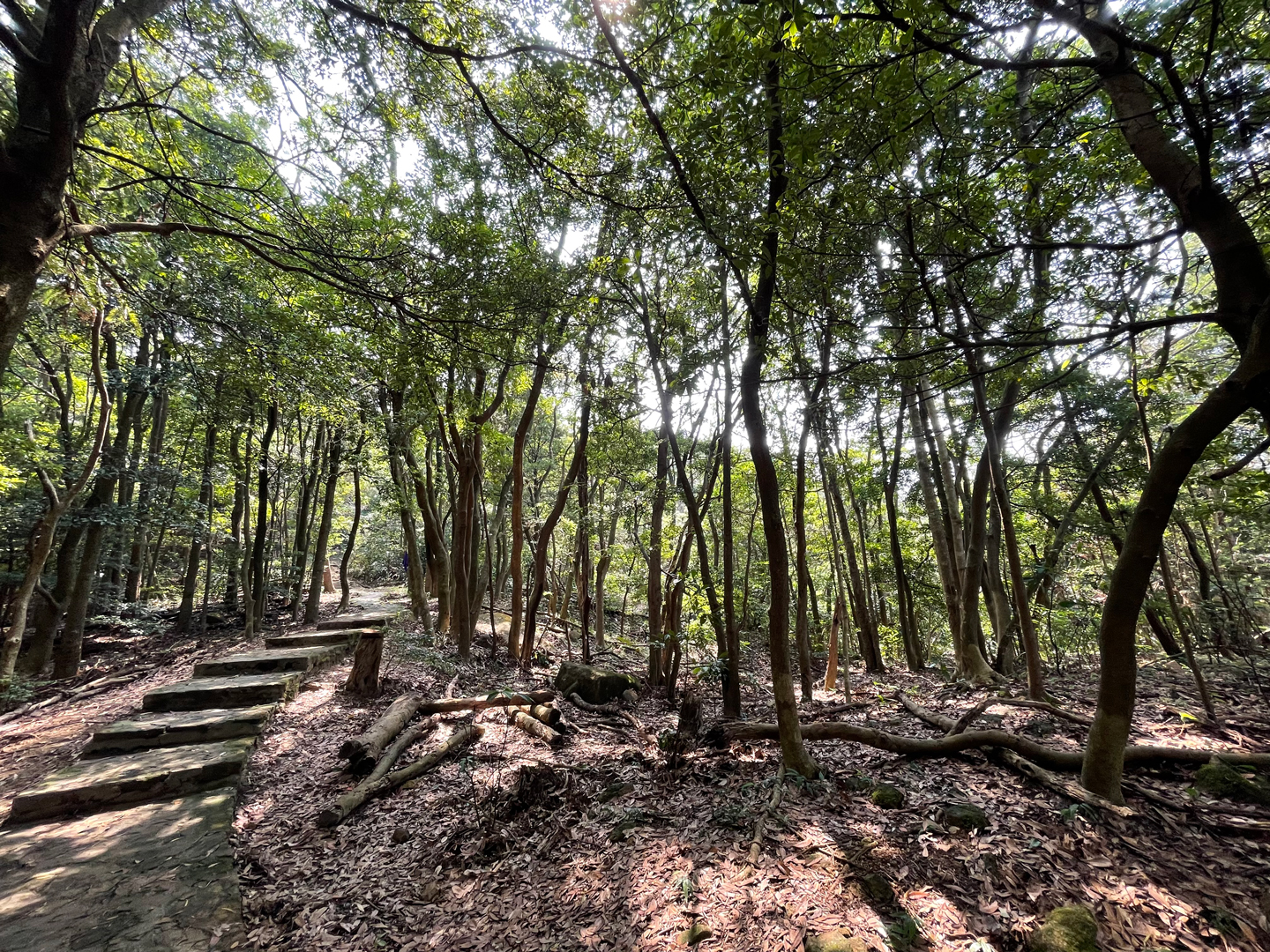 Woodland Ecosystem Photo