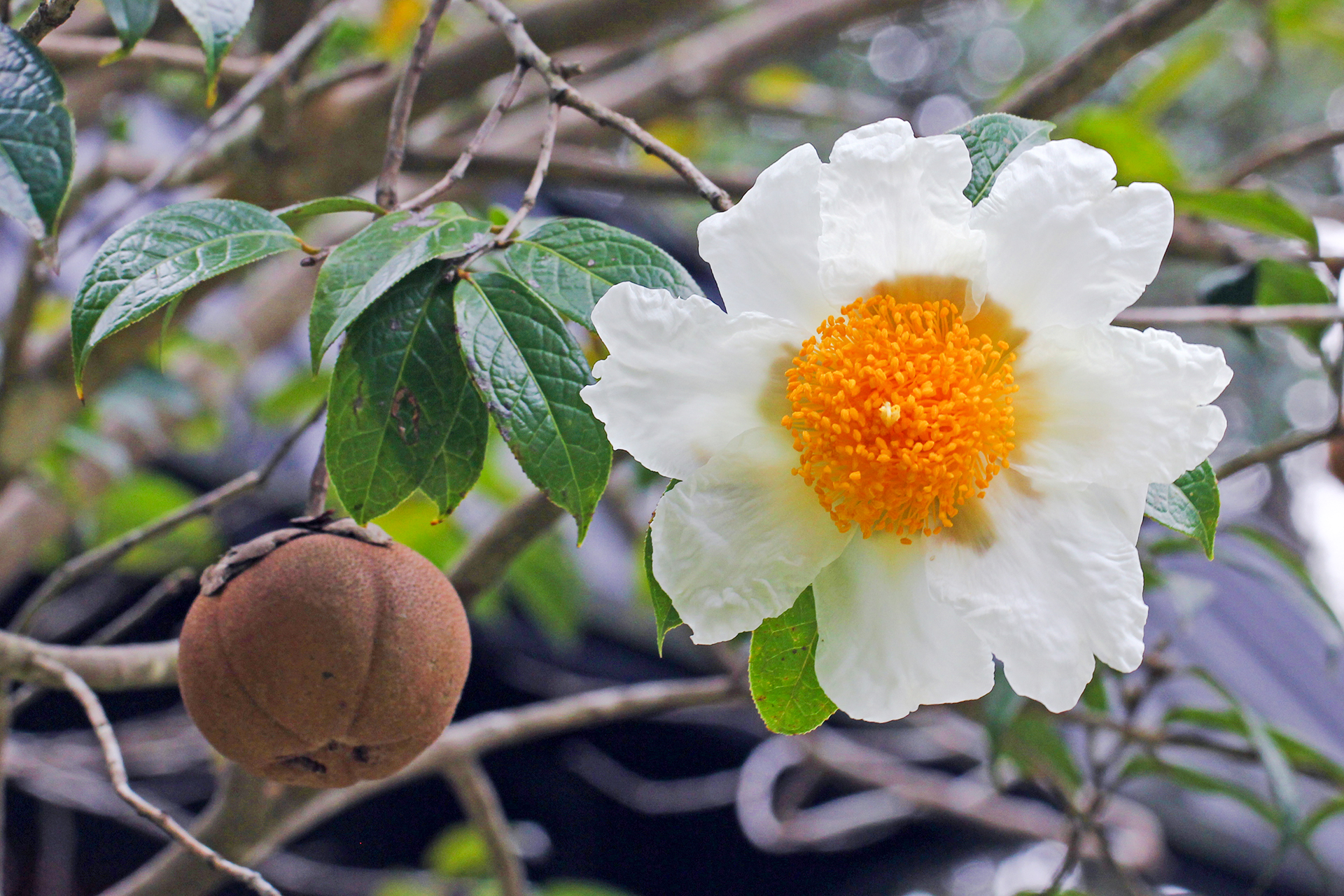 Camellia granthamiana