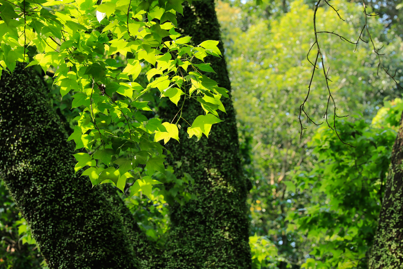 楓香 Sweet Gum