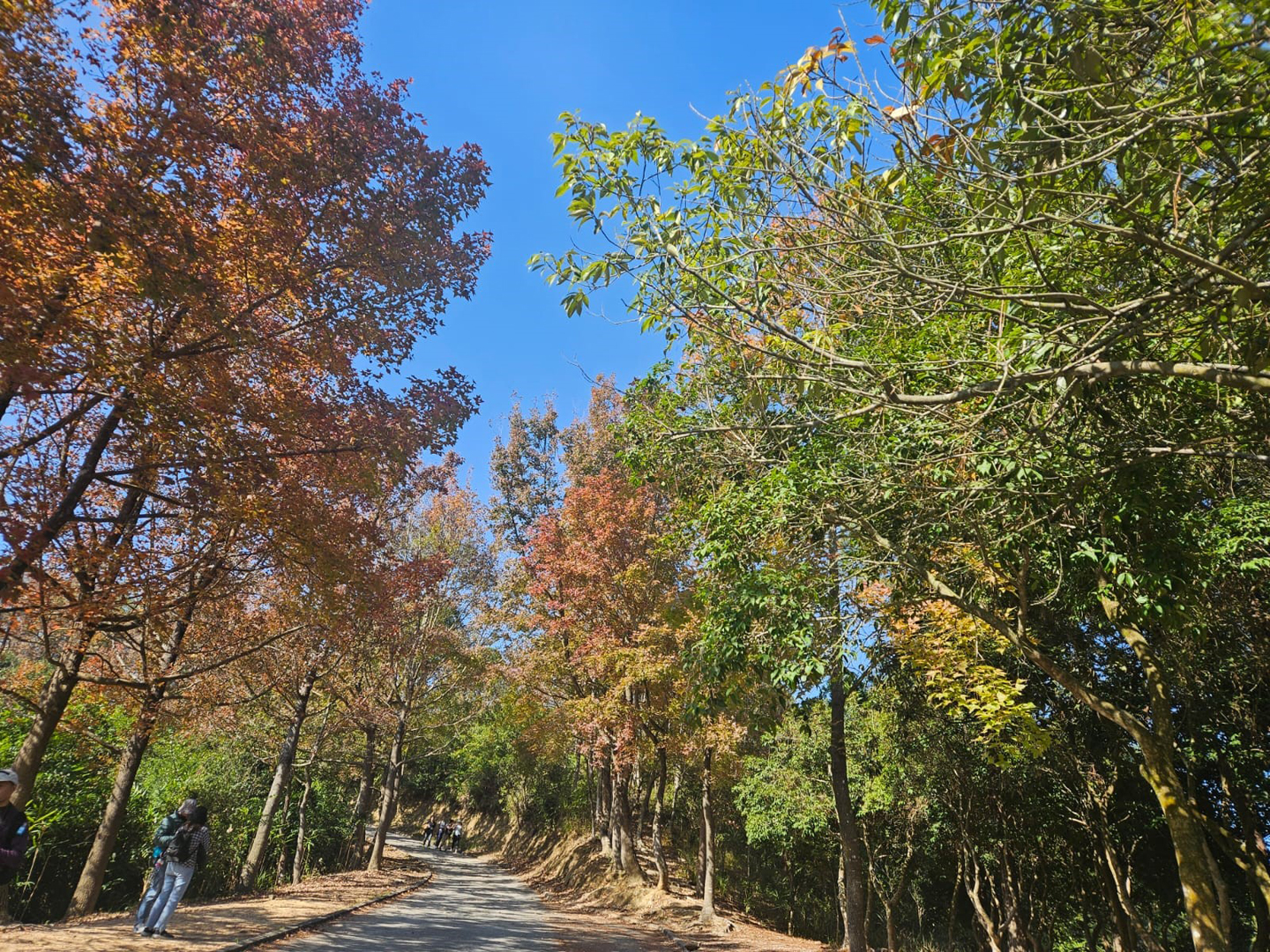 Red Leaves