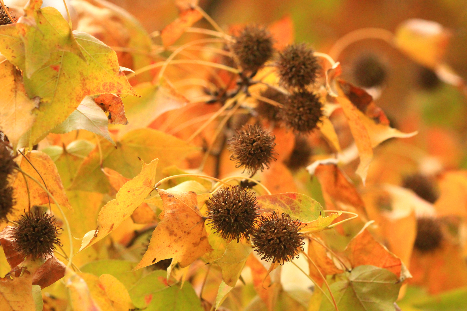 Red Leaves Express of Sweet Gum Woods of Tai Lam Country Park (2022