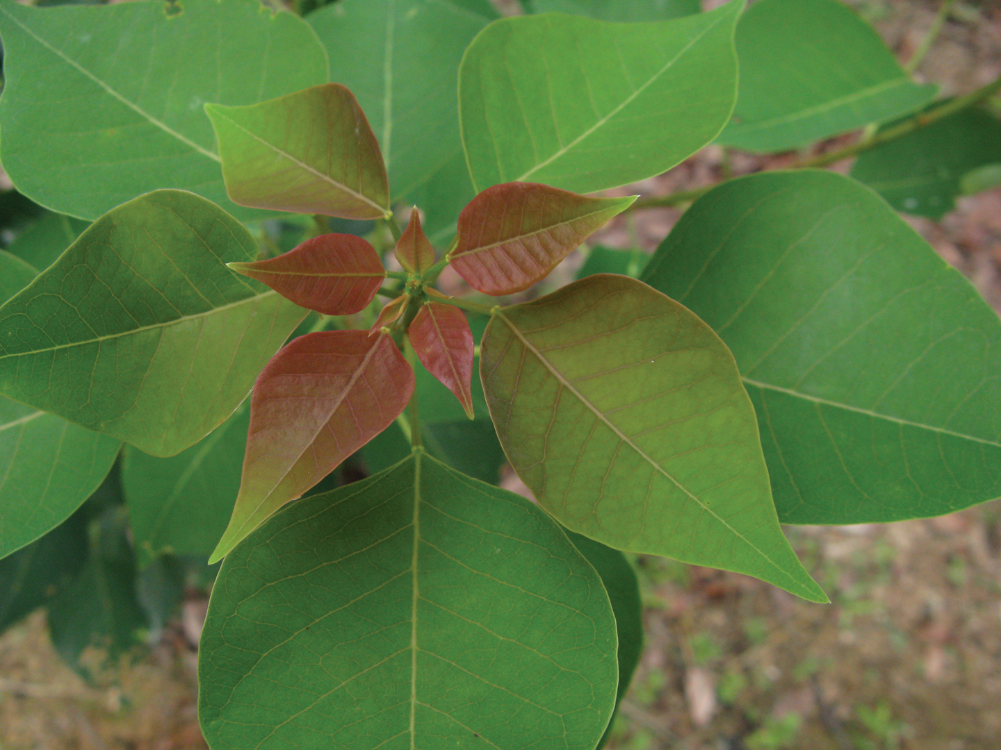 Sapium sebiferum